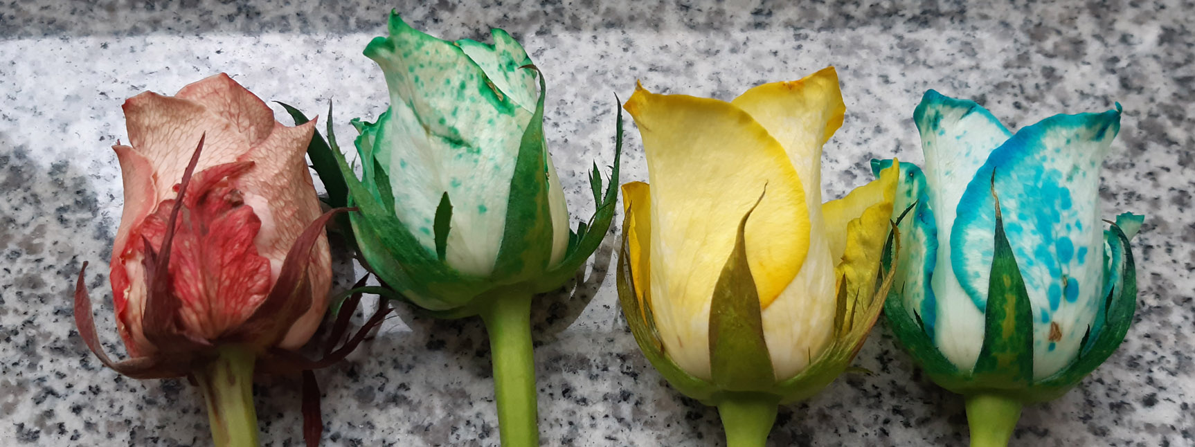 Rosen färben